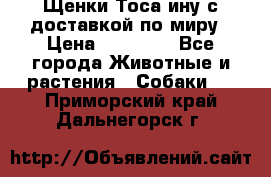 Щенки Тоса-ину с доставкой по миру › Цена ­ 68 000 - Все города Животные и растения » Собаки   . Приморский край,Дальнегорск г.